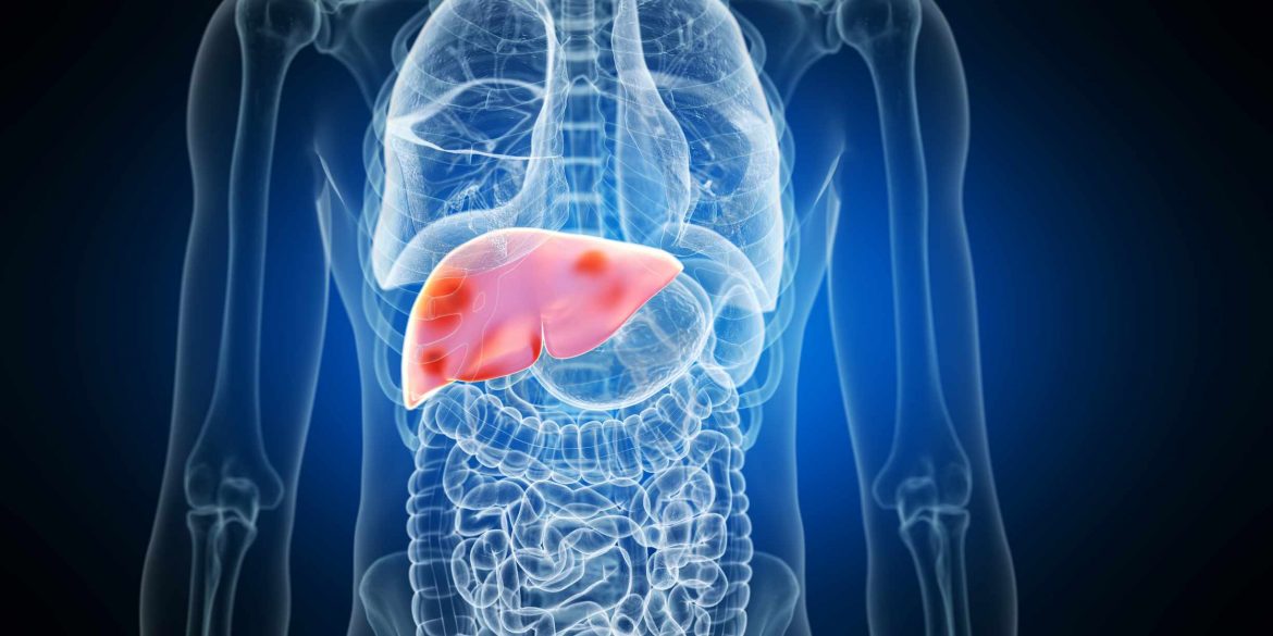 liver