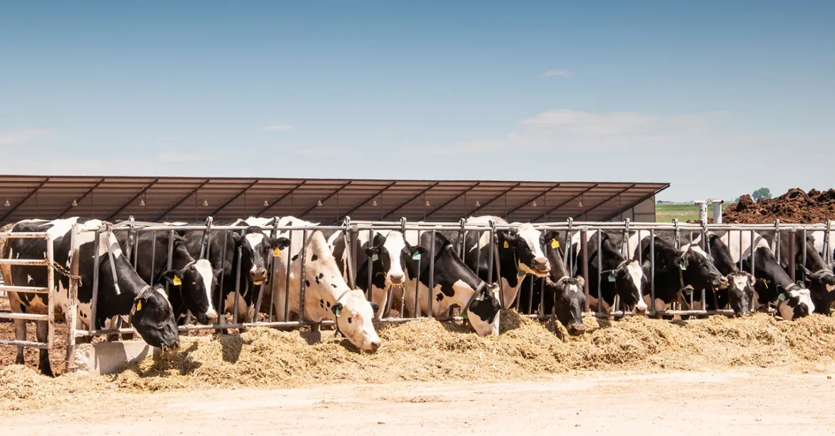 Human, Bird Flu Viruses Can Be Transmitted Through Cattle