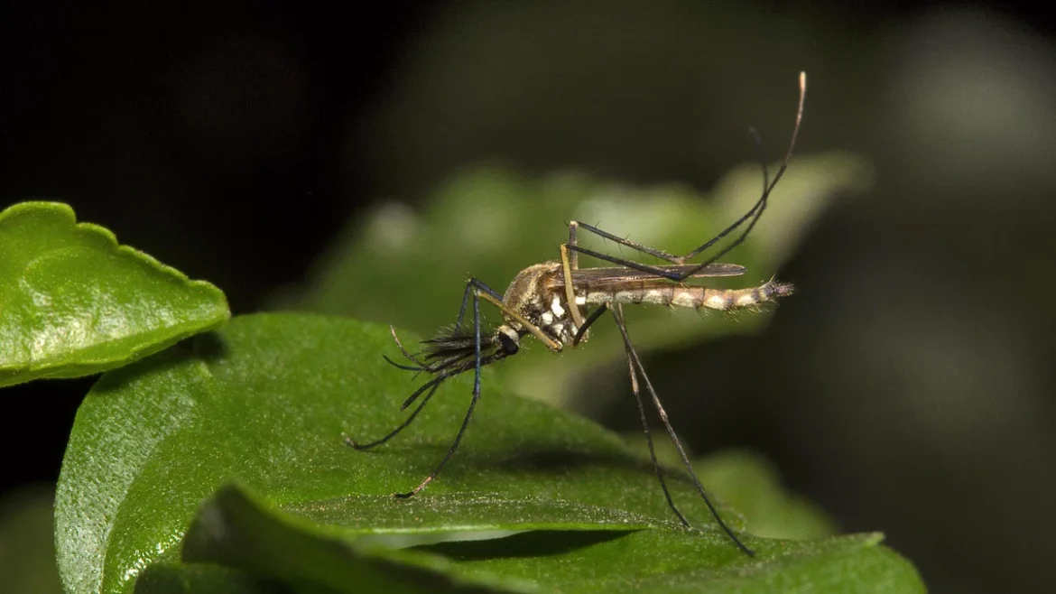 West Nile Fever Hits Kerala: Government Urges Vigilance and Preventive Measures