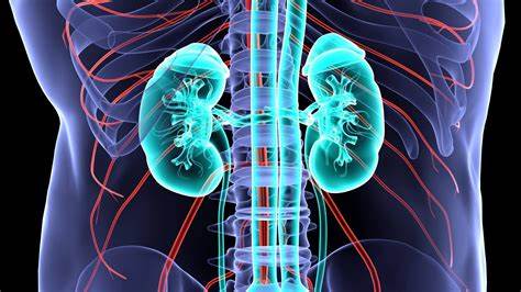 Watch Video: Kidney Cleansing Secrets: 8 Powerful Strategies for Optimal Health!