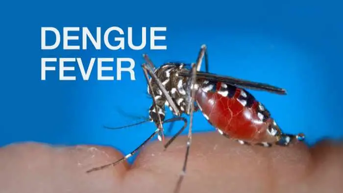 Dengue Downpour? Don't Let the Mosquitoes Win! Watch Video & Fight Back Against Dengue Fever This Monsoon!