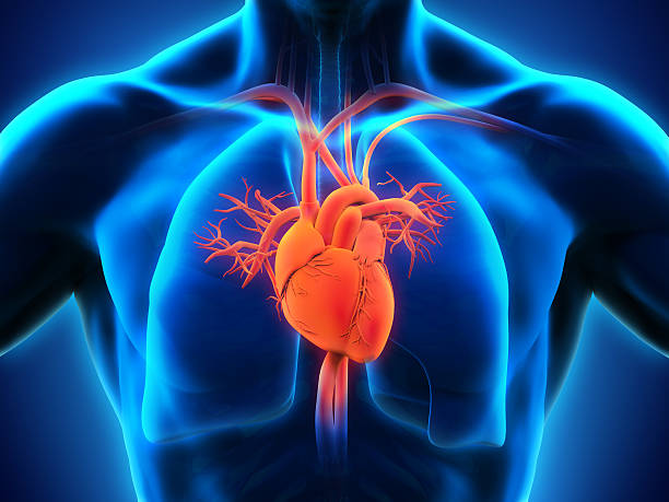 Is Your Heart Healthy? Uncover the Vital Signs