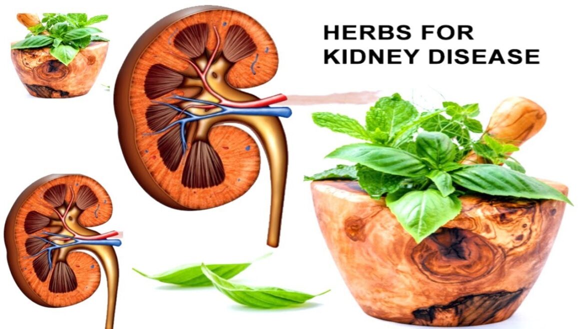 Ayurveda for Kidney Health: 7 Herbs That Can Help Improve Kidney Function