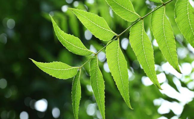 Unlock the Power of Neem: Watch This Video for Essential Health Benefits and Daily Tips