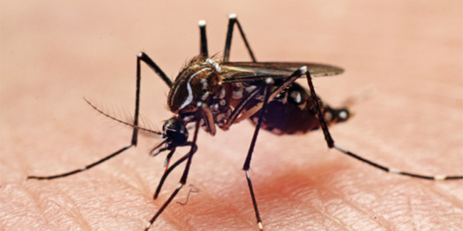 Watch This Video: How Dengue Can Impact Your Heart and Essential Tips for Protection