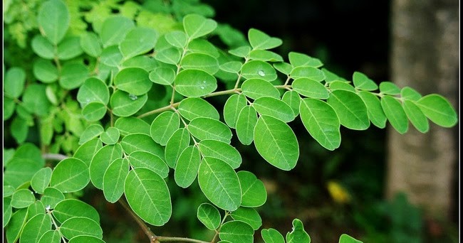 Watch This Video to Uncover the Incredible Health Benefits of Moringa Leaves for Women