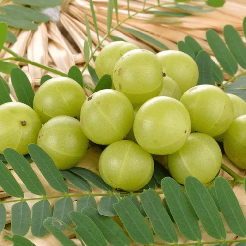 "Video Alert: Discover Who Should Avoid Amla to Prevent Dangerous Health Risks!"