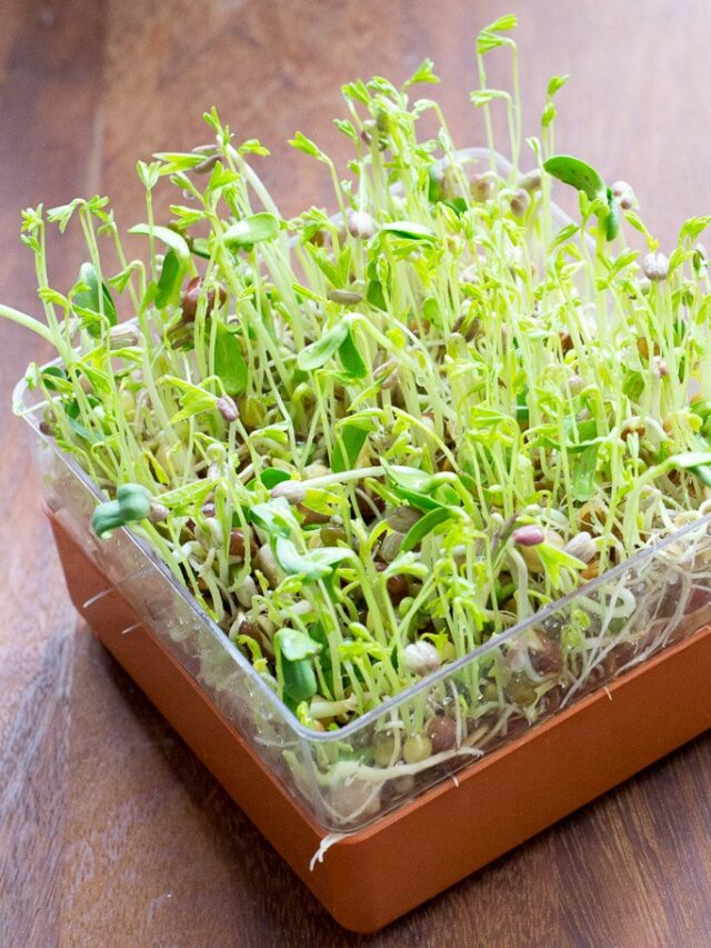 “From Seed to Superfood: 5 Reasons Sprouted Foods Elevate Your Health”