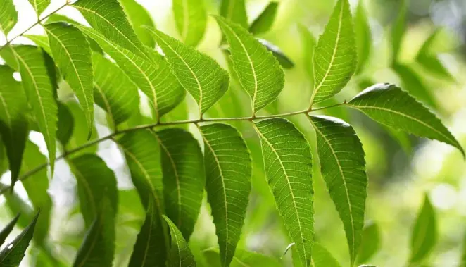 "Revitalize Your Energy: Unlock the Incredible Benefits of Neem Leaves for Health and Vitality"