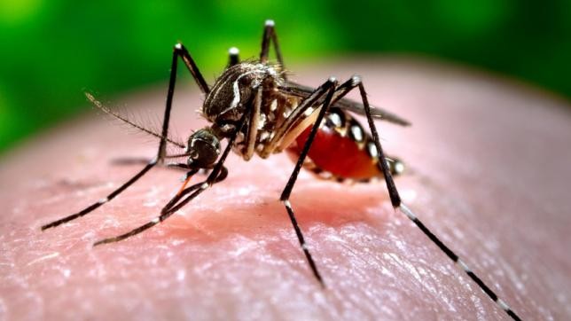 "Dengue Surge in Delhi: MCD Reports Over 4,000 Cases in 2024 – What You Need to Know"