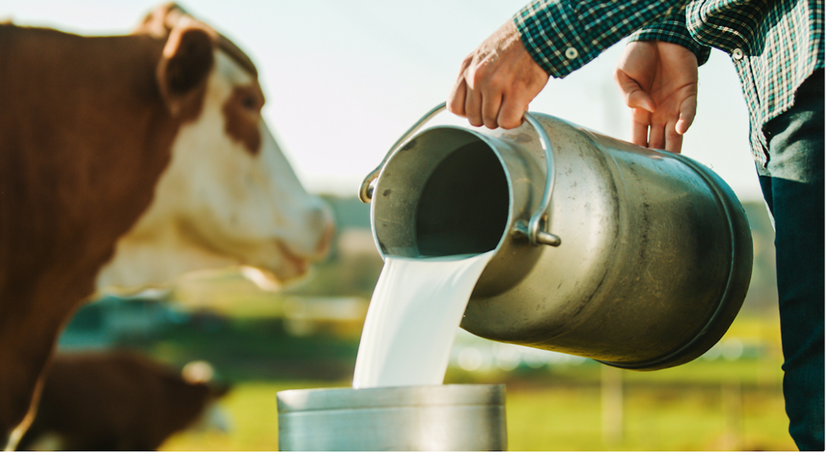 Is Raw Milk Healthy? Understanding the Health Risks of Drinking Unpasteurized Milk