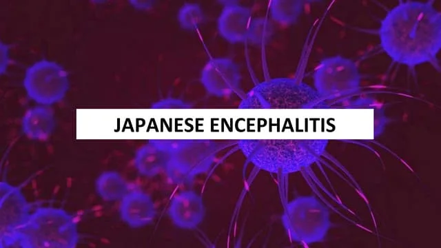 "Japanese Encephalitis: How It Spreads, Symptoms, and Effective Prevention Strategies"