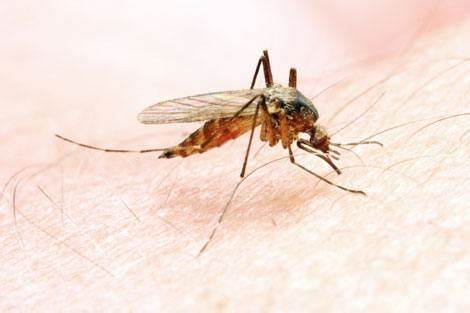 New Research Aims to Uncover Molecular Factors Behind Malaria’s Deadliest Strain