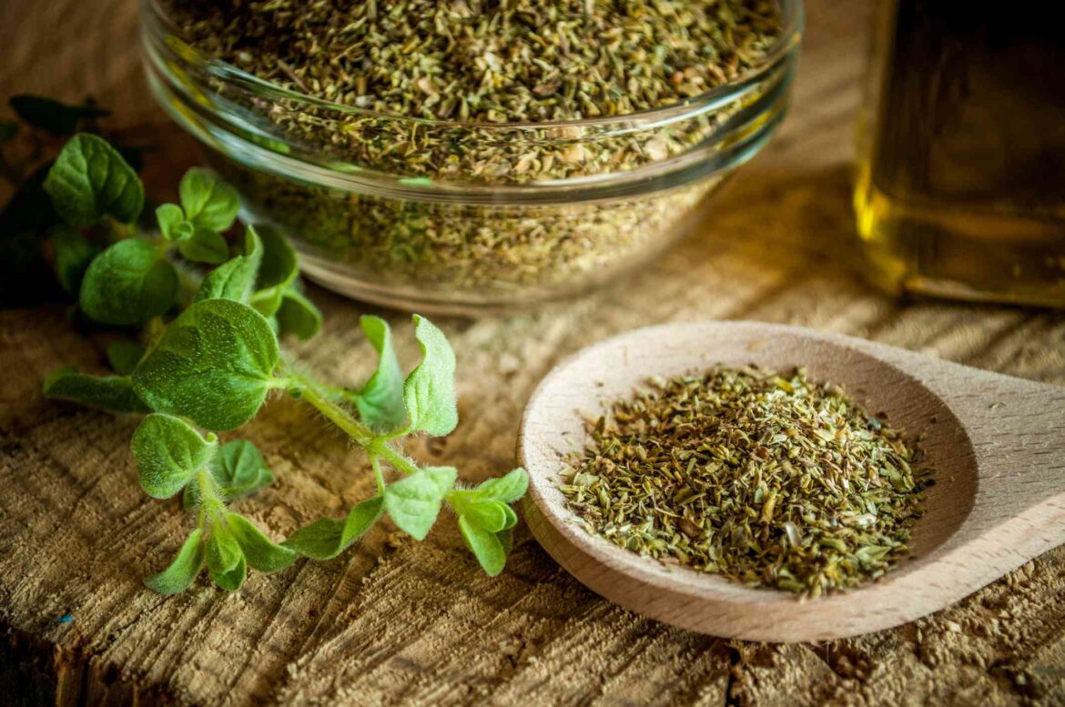 Unlocking the Power of Oregano: A Flavorful Herb with Surprising Health Benefits