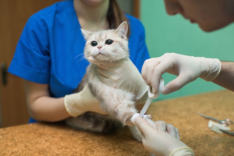 Pet Cats and Bird Flu: Risks, Symptoms, and How to Stay Safe