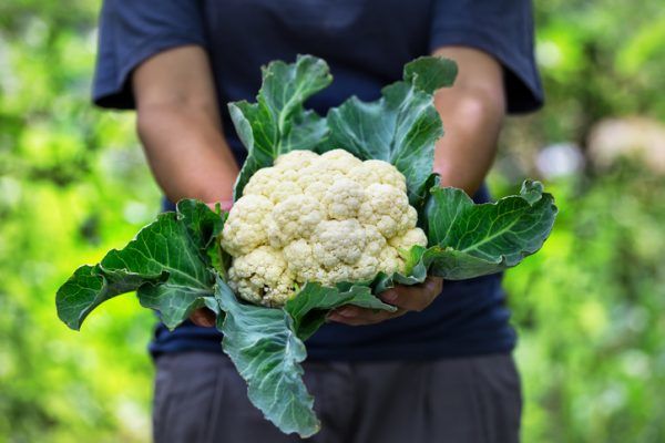 Cauliflower Power: Health Benefits of Eating It Regularly